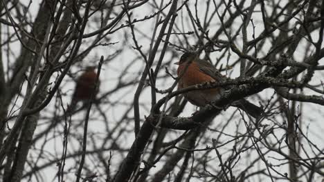 Two-Canadian-robins'-sitting-in-a-tree-during-winter