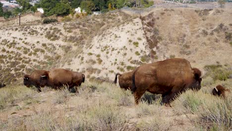 Herd-of-bison-in-the-chaparral