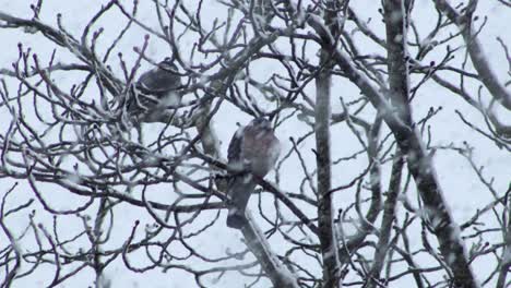 Pigeons-sitting-on-tree-branch-with-lots-of-thick-snow