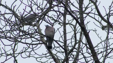 Pigeon-sitting-on-tree-branch-with-lots-of-wind-and-snow