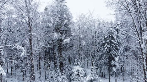 Luftbild-über-Winterwald-Mit-üppigen-Bäumen-Bewölkter-Frostiger-Tag-In-Der-Nähe-Von-Chalet-Des-Enfants,-Waadt,-Schweiz---Drohnenaufnahme
