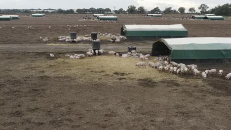 A-pig-farm-with-muddy-fields-and-animals-feeding