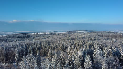 Sunny-Winter-Forest-Landscape-Under-Blue-Sky-In-The-Bois-du-Jorat-Near-Lausanne-In-Vaud,-Switzerland---Aerial-Drone-Shot,-Panning