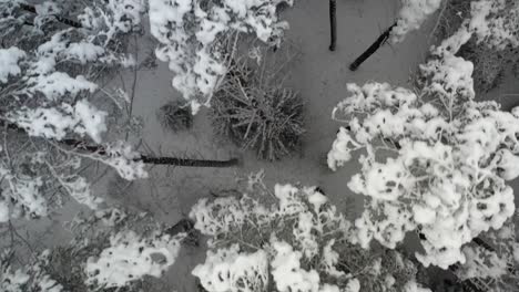 AERIAL:-Top-Shot-of-Flying-Over-Frozen-Forest-in-Nature-in-Winter-Wild-Nature