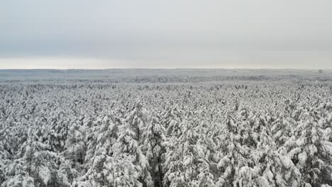 AERIAL:-Vast-and-Majestic-Wild-Forest-Covered-with-Snow-and-Flakes