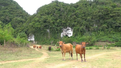 Brown-cows-standing-looking-at-the-camera-in-the-countryside-of-Southeast-Asia,-Vietnam,-with-hills-and-mountains-in-the-background
