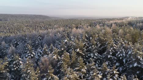 Aéreo:-Drone-Rápido-Volando-Sobre-El-Bosque-De-Siberia-En-Invierno-Frío