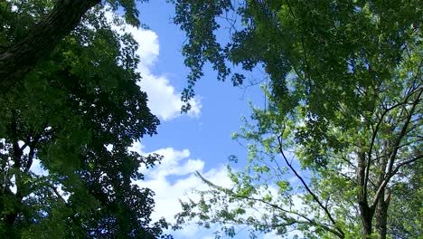 Sunny-blue-sky-with-clouds-seen-through-lush-green-trees-as-wind-blows