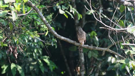 Shikra,-Accipiter-badius,-Khao-Yai-National-Park,-Thailand