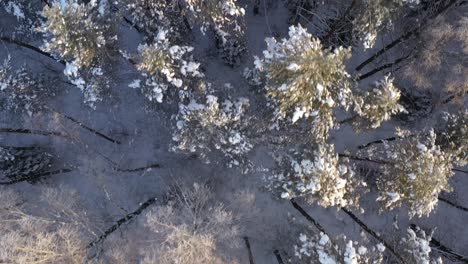 AERIAL:-Top-Shot-of-Flying-Over-Tall-Trees-Illuminated-by-Winter-Golden-Hour-Light