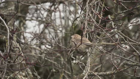 Female-house-Finch-sitting-in-a-tree-and-swaying-with-the-wind-during-winter-in-Victoria-Canada