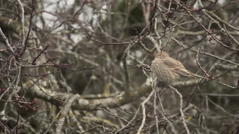 Brown-colored-female-house-Finch-sitting-in-a-tree-during-a-winter-wind-storm-in-Victoria-BC-Canada