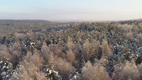AERIAL:-Flying-Over-Shining-Dawn-Illuminated-Forest-in-Winter