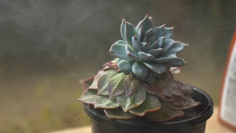 Green-succulent-plant-in-pot-being-sprayed-with-fine-mist-from-hose-in-garden-greenhouse-as-water-droplets-form-on-leaves,-slow-motion