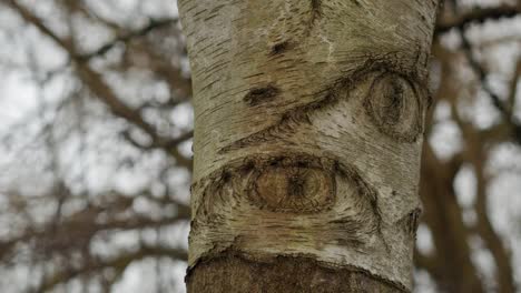 Shape-of-eyes-naturally-formed-on-bark-of-birch-tree
