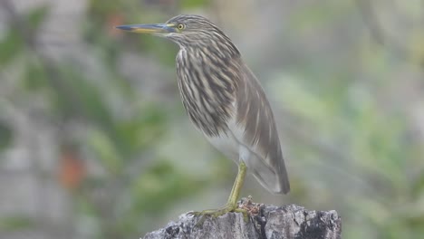 Pond-heron-in-pond-area-waiting-for-pray-