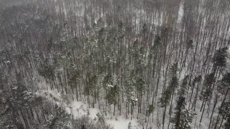 Drohnenflug-über-Einige-Bäume-Mit-Starkem-Schneefall