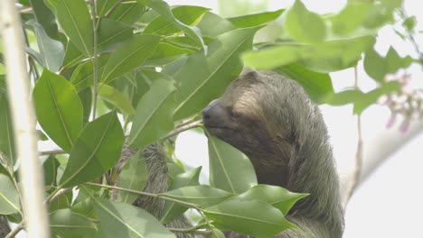 Brown-Throated-Three-Toed-sloth-feeding-on-lush-green-leaves,-close-up-portrait-shot