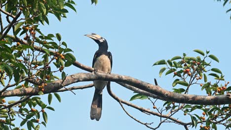 Orientalischer-Scheckenhornvogel,-Anthracoceros-Albirostris,-Khao-Yai-Nationalpark,-Thailand