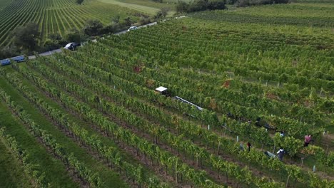 Drone-flight-over-vineyard-and-people-are-harvesting-grapes