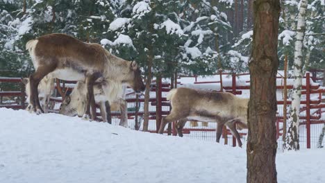 Familia-De-Ciervos-De-Lluvia-Comiendo-En-La-Nieve-En-Un-Hermoso-Paisaje-Invernal