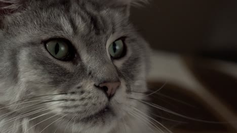 Close-up-footage-of-grey-Maine-Coon-cat-staring-out-the-window