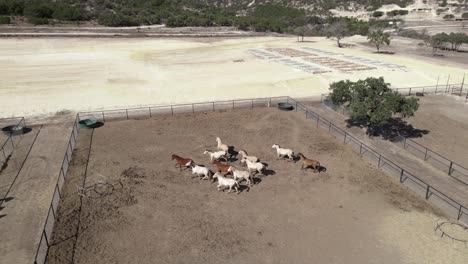 Horses-running-in-farm-enclosure