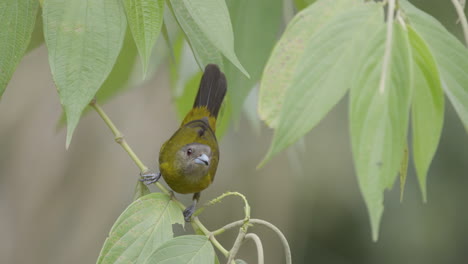 Energetic-female-Scarlet-Rumped-Tanager-feeding-on-ripe-seed-before-flying-away