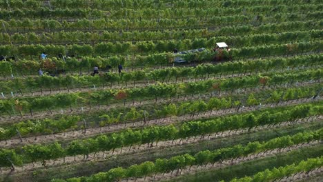 Drohnenflug-über-Weinberg-Und-Menschen-Ernten-Trauben