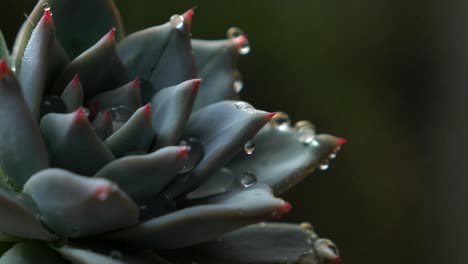Green-succulent-plant-with-red-tips-being-sprayed-with-fine-mist-in-garden-greenhouse-as-water-droplets-form-on-leaves,-macro-up-close-slow-motion