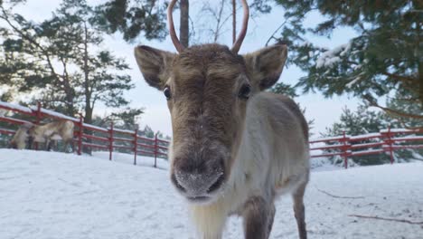 Close-up-of-cute-young-rain-deer-looking-into-the-camera-with-beautiful-snowy-background