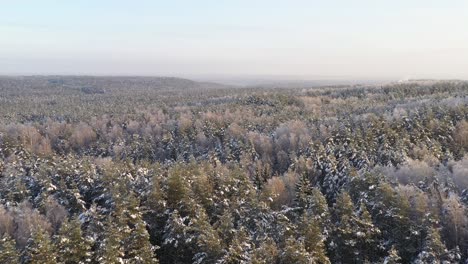 AERIAL:-Bright-and-Beautiful-Snowy-Pine-Forest-on-a-Golden-Hour