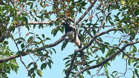 Oriental-Pied-Hornbill,-Anthracoceros-albirostris,-Khao-Yai-National-Park,-Thailand