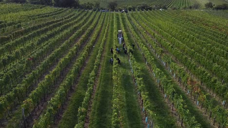Drone-flight-over-vineyard-and-people-are-harvesting-grapes