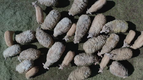 Overhead-Drone-Shot-Of-a-Sheep-Herd-Flocked-on-a-Green-Grass-Field