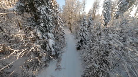 Enter-Through-Frosted-Coniferous-Woodland-During-Sunny-Winter-Day-In-The-Jorat-Woods,-Canton-Of-Vaud,-Switzerland