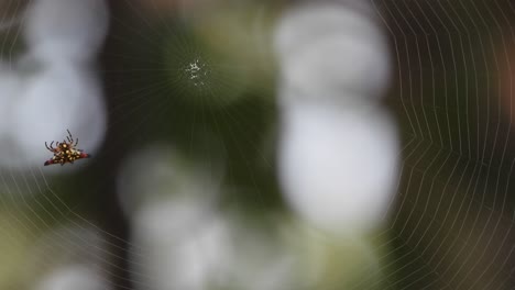 Spider-making-web-for-a-pray-