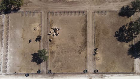 Aerial-top-down-descending-view-over-stallions-in-horse-enclosure
