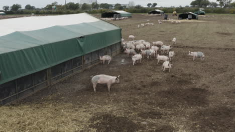 Süße-Rosa-Schweine,-Die-Durch-Ein-Schlammiges-Feld-Mit-Stroh-Und-Gehäuse-Laufen