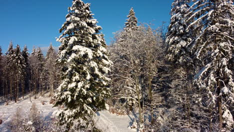 Volando-Hacia-El-Majestuoso-Bosque-Nevado-En-Un-Cielo-Azul-Soleado-Durante-El-Invierno-En-Los-Bosques-De-Jorat,-Cantón-De-Vaud,-Suiza