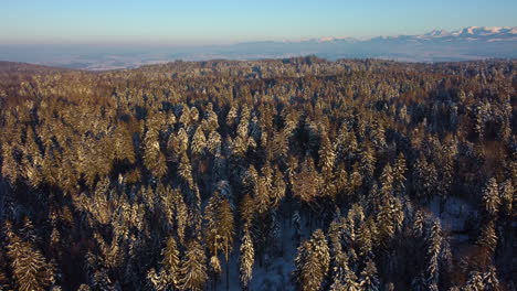 Beautiful-forest-wilderness-of-Switzerland-in-winter---aerial