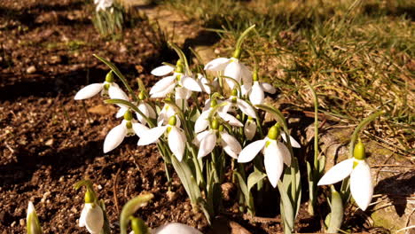 Two-honeybees-collecting-pollen-from-white-snowdrop-flower-in-sunny-spring-morning