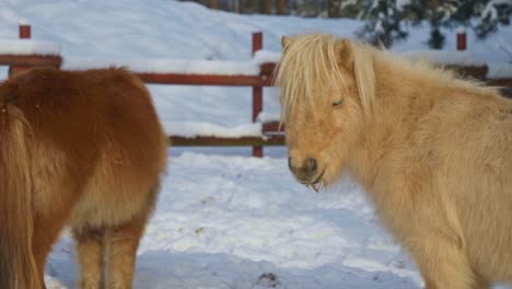 Icelandic-horses-in-a-snowed-farm-in-a-forest-of-Norway