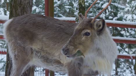Cute-rain-deer-eating-tree-branch-outdoors-in-the-snow