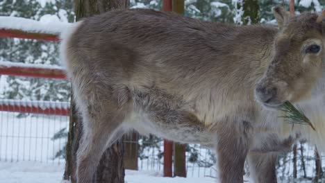 Close-up-of-male-rain-deer-eating-a-tree-branch-in-winter-scenery