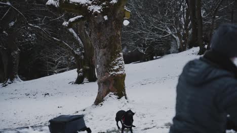 Black-labrador-dog-runs-and-jumps-to-catch-snowball-in-mouth,-slow-motion