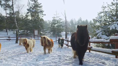Herde-Bunter-Shetland-Ponys,-Die-In-Einer-Wunderschönen-Winterlandschaft-Durch-Den-Schnee-Wandern