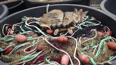 Riesiger-Plastikkorb-Mit-Fischernetzen-Am-Hafen,-über-Den-Netzen-Eine-Kleine-Graue-Katze-Im-Halbschlaf