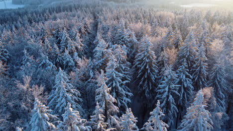 Snowy-Pine-Trees-In-The-Bois-Du-Jorat-Forest-During-Winter-Near-Lausanne-City,-Vaud,-Switzerland