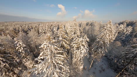 Dichter-Wald-Mit-Schneebedeckten-Fichten-Während-Des-Sonnigen-Wintersonnenuntergangs,-Jorat-Wald-Im-Kanton-Waadt,-Schweiz